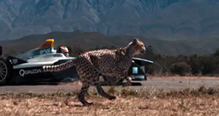 مسابقه دیدنی چیتا با خودروی فرمول یک + فیلم 