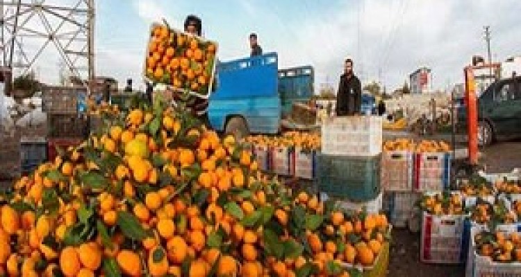 پارسال سرما، امسال دلال/ روایت بازار سرد مرکبات+ فیلم 