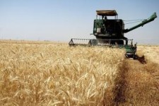 زدودن تلخی بدقولی های دولت از کام کشاورزها/ پرداخت ۳ روزه پول گندم در سال ۹۷