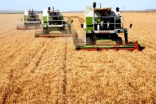  کشاورزی محور توسعه پایدار کرمانشاه