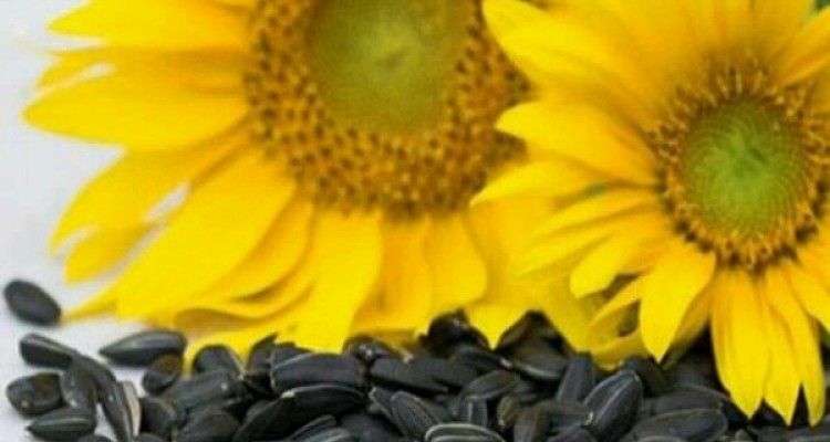 مکان‌یابی ۱۵۰ هکتار آفتابگردان روغنی جهت کشت در اسلام آبادغرب