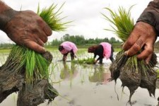 برنج حتی در مناطق خشک کشور هم کشت می شود/ پاس کاری دو وزارت خانه به هم