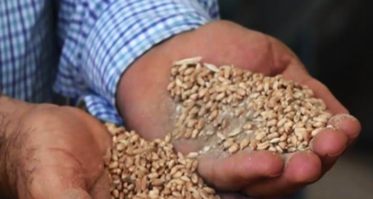 صنعت خاک فروشی گندم در دام تورهای جدید + صوت 