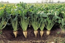 کشت 2هزار و 300هکتار چغندر قند 