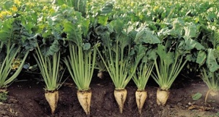 کشت 2هزار و 300هکتار چغندر قند 