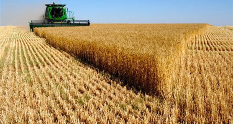 گندمکاران به رهبری نامه نوشتند،حجتی به روحانی/بلاتکلیف مانده‌ایم