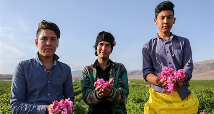 گلاب گیری در قمصر کاشان/ تصاویر