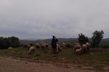 تصاویری زیبا ازطبیعت بهاری اسلام آباد غرب پس از بارش های کم سابقه رحمت الهی