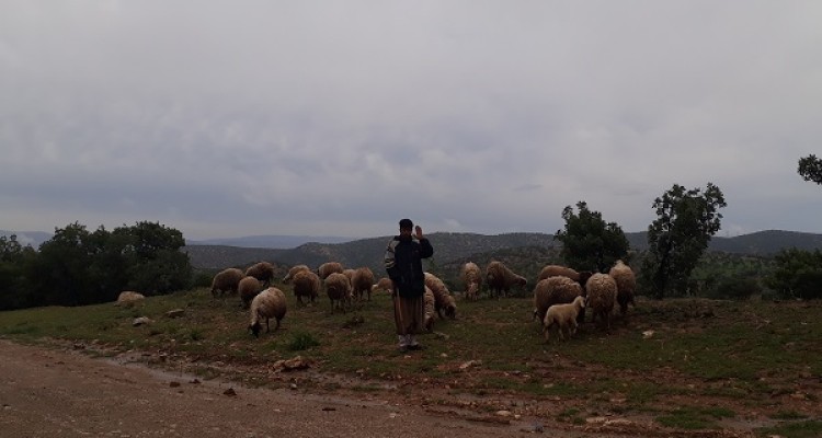 تصاویری زیبا ازطبیعت بهاری اسلام آباد غرب پس از بارش های کم سابقه رحمت الهی