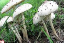 آمار مسمومان مصرف قارچ سمی در کرمانشاه به ۲۱۰ نفر رسید /اعلام ۵ فوتی