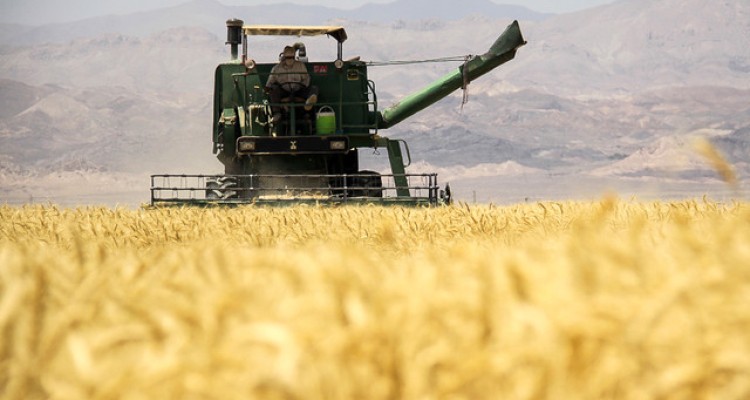 پیش بینی برداشت 40 هزار تن گندم در دالاهو