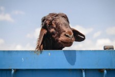 بازار دام در آستانه عید قربان/ تصاویر