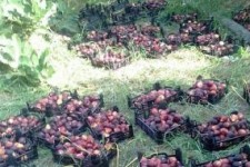 پیش بینی برداشت ۶۰۰۰ تن انجیر در کرمانشاه