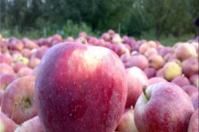 خسارات مصوبی که پرداخت نشد/ کارد به استخوان باغداران رسید!