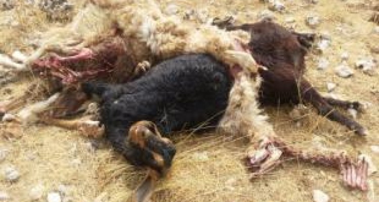 دفن بهداشتی دام های صاعقه زده در دالاهو