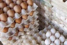 امحای تخم‌مرغ‌های تاریخ مصرف گذشته در کرمانشاه