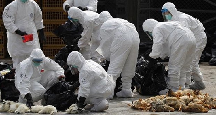 واکسن تولید داخل تا 6 ماه آینده بین مرغداران عرضه می‌شود/ توصیه‌های مهم برای پیشگیری از آنفلوانزای حاد پرندگان 