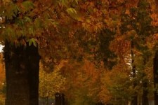 تصاویر منتشر شده از مناظر پاییزی شهرستان اسلام آبادغرب در شبکه های اجتماعی