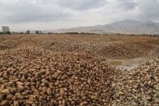 برداشت بیش از 200 هزار تن چغندر قند در اسلام آبادغرب