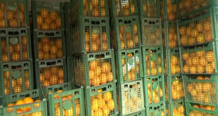 تصمیم دیر هنگام برای ذخیره سازی میوه عید ۹۸/ آیا شب عید با کمبود محصولات باغی مواجه خواهیم شد؟