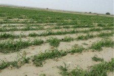 خسارت 37هزار د و350 میلیون ریالی سیل به بخش کشاورزی اسلام آبادغرب