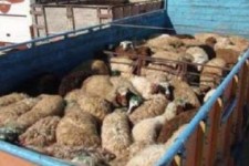 کشف دام قاچاق در اسلام‌آبادغرب 