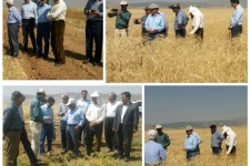 بازدید معاون امور زراعت وزارت جهاد کشاورزی از مزارع کشاورزی دالاهو+عکس