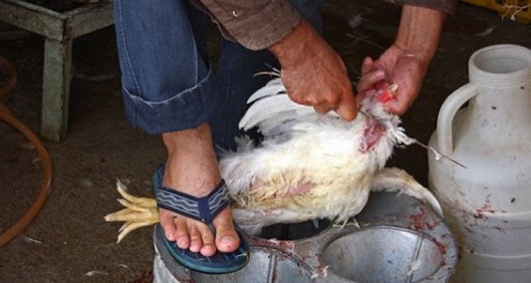 افزایش نظارت بر مراکز پخش مرغ و دام زنده در شهرستان اسلام آبادغرب/مهلت 5 روزه تعطیلی مراکز عرضه مرغ زنده