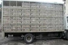 کشف بیش از ۷ تن مرغ قاچاق در اسلام آبادغرب توسط گشت های بازرسی بسیج