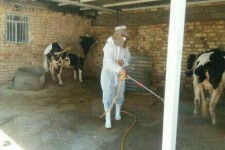 ساماندهی کشتارهای ‌غیرمجاز در اسلام آبادغرب/سمپاشی بیش از 80 هزار متر مربع جایگاه دام در شهرستان