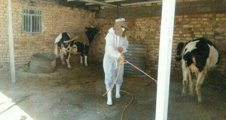 ساماندهی کشتارهای ‌غیرمجاز در اسلام آبادغرب/سمپاشی بیش از 80 هزار متر مربع جایگاه دام در شهرستان