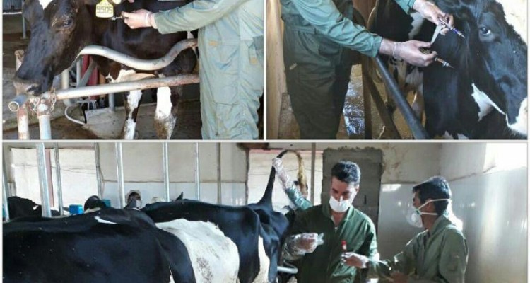  انجام ‌تست ‌سل‌ و بروسلوز‌ گاوداریهای‌ شیری‌ توسط اداره دامپزشکی شهرستان‌‌اسلام‌آبادغرب