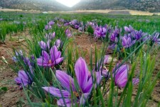 آغاز برداشت  زعفران از مزارع اسلام آبادغرب/ پیش بینی برداشت 50 کیلوگرم زعفران از مزارع شهرستان