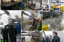تداوم نظارت بر توزیع مرغ در راستای مصوبات ستاد تنظیم بازار 