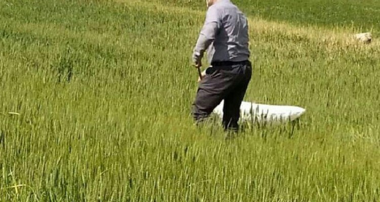 لزوم مبارزه جدی با پوره سن غلات در شهرستان اسلام آبادغرب