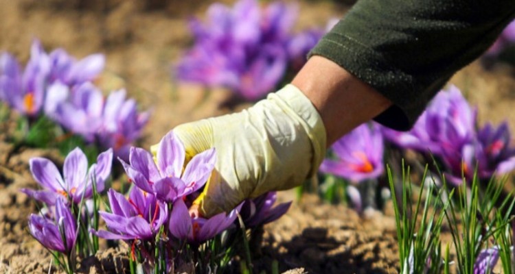 پیش بینی تولید بیش از 100 کیلو گرم زعفران در اسلام آبادغرب