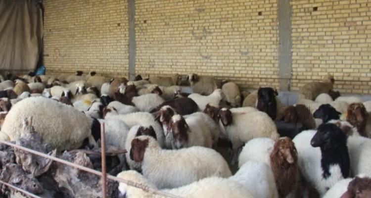 افتتاح ۷ طرح بخش کشاورزی شهرستان اسلام‌آبادغرب+عکس