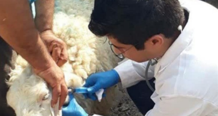 برگزاری اردوهای جهاد دامپزشکی  در اسلام آباد غرب