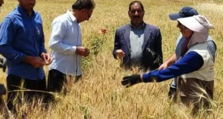 مشاوره‌های ترویجی در مرحله پیش از برداشت گندم در اسلام‌آبادغرب