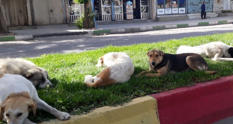 جولان سگ‌های ولگرد در شهر اسلام‌آبادغرب