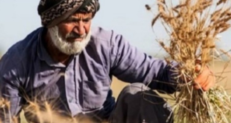 ضرورت تسریع در پرداخت مطالبات گندم‌کاران کرمانشاهی