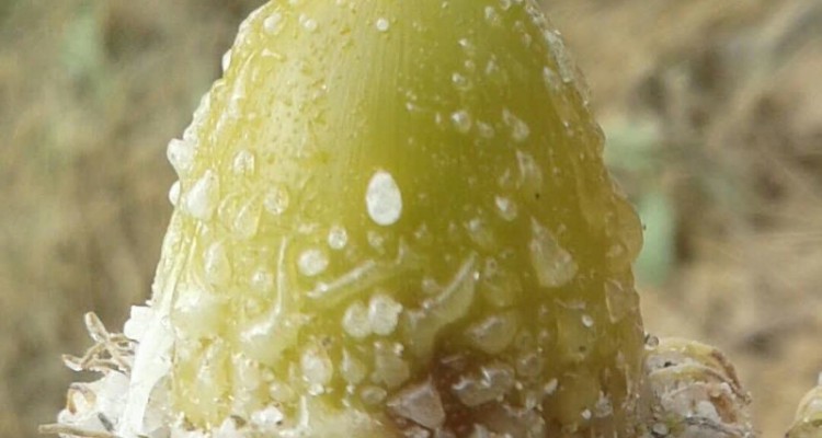 ممنوعیت برداشت شیره بلوط از جنگل‌های اسلام آبادغرب