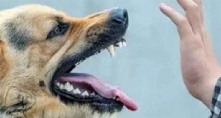 سگ‌های ولگرد جان کودک سه ساله را گرفتند