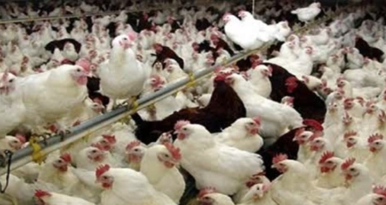 مدیرکل تعزیرات حکومتی کرمانشاه، از جریمه 530 میلیارد و 632 میلیون ریالی چهار کشتارگاه متخلف خبر داد.