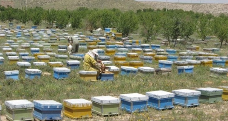 سرشماری سراسری زنبورستان‌های کشور از اوایل مهرماه جاری