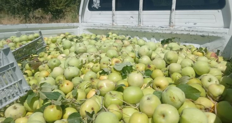 توزیع 4 تن سیب درختی در بین زائران اربعین