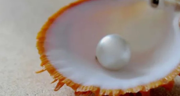 اهميت حيا و آثار ارزشمند آن