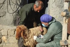 اردوهای جهادی دامپزشکی در اسلام‌آبادغرب