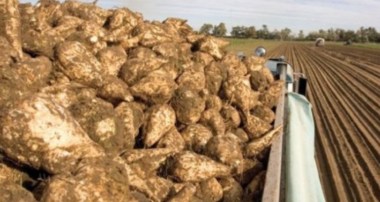 روگردانی‌ کشاورزی اسلام‌آبادی از کشت چغندر قند