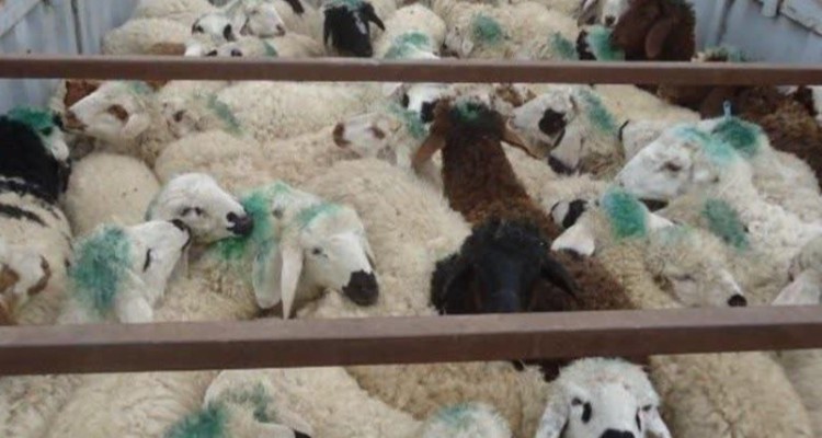 کشف 73 رأس دام قاچاق در اسلام‌آبادغرب